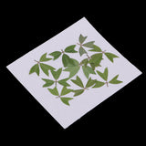 10 Pieces 1 - 2 cm / 0.39 - 0.79 inch" Real Pressed Natural Dried Flowers Embellishments for Card making Scrapbooking DIY Arts Crafts Kummerowia striata Leaves - Aladdin Shoppers