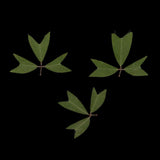 10 Pieces 1 - 2 cm / 0.39 - 0.79 inch" Real Pressed Natural Dried Flowers Embellishments for Card making Scrapbooking DIY Arts Crafts Kummerowia striata Leaves - Aladdin Shoppers