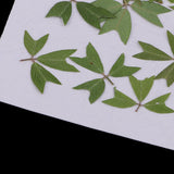 10 Pieces 1 - 2 cm / 0.39 - 0.79 inch" Real Pressed Natural Dried Flowers Embellishments for Card making Scrapbooking DIY Arts Crafts Kummerowia striata Leaves - Aladdin Shoppers