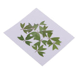 10 Pieces 1 - 2 cm / 0.39 - 0.79 inch" Real Pressed Natural Dried Flowers Embellishments for Card making Scrapbooking DIY Arts Crafts Kummerowia striata Leaves - Aladdin Shoppers