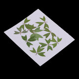 10 Pieces 1 - 2 cm / 0.39 - 0.79 inch" Real Pressed Natural Dried Flowers Embellishments for Card making Scrapbooking DIY Arts Crafts Kummerowia striata Leaves - Aladdin Shoppers