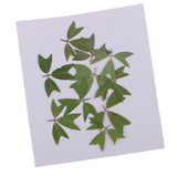 10 Pieces 1 - 2 cm / 0.39 - 0.79 inch" Real Pressed Natural Dried Flowers Embellishments for Card making Scrapbooking DIY Arts Crafts Kummerowia striata Leaves - Aladdin Shoppers