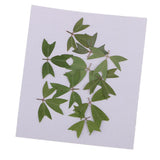 10 Pieces 1 - 2 cm / 0.39 - 0.79 inch" Real Pressed Natural Dried Flowers Embellishments for Card making Scrapbooking DIY Arts Crafts Kummerowia striata Leaves - Aladdin Shoppers
