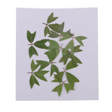 10 Pieces 1 - 2 cm / 0.39 - 0.79 inch" Real Pressed Natural Dried Flowers Embellishments for Card making Scrapbooking DIY Arts Crafts Kummerowia striata Leaves - Aladdin Shoppers