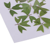 10 Pieces 1 - 2 cm / 0.39 - 0.79 inch" Real Pressed Natural Dried Flowers Embellishments for Card making Scrapbooking DIY Arts Crafts Kummerowia striata Leaves - Aladdin Shoppers