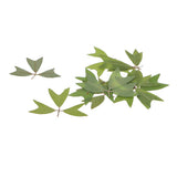 10 Pieces 1 - 2 cm / 0.39 - 0.79 inch" Real Pressed Natural Dried Flowers Embellishments for Card making Scrapbooking DIY Arts Crafts Kummerowia striata Leaves - Aladdin Shoppers