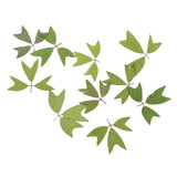 10 Pieces 1 - 2 cm / 0.39 - 0.79 inch" Real Pressed Natural Dried Flowers Embellishments for Card making Scrapbooking DIY Arts Crafts Kummerowia striata Leaves - Aladdin Shoppers