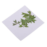 10 Pieces 1 - 2 cm / 0.39 - 0.79 inch" Real Pressed Natural Dried Flowers Embellishments for Card making Scrapbooking DIY Arts Crafts Kummerowia striata Leaves - Aladdin Shoppers