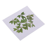 10 Pieces 1 - 2 cm / 0.39 - 0.79 inch" Real Pressed Natural Dried Flowers Embellishments for Card making Scrapbooking DIY Arts Crafts Kummerowia striata Leaves - Aladdin Shoppers