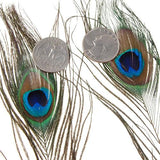 Maxbell 10 Pcs Peacock Eye Tail Feathers for Craft Mask Hat 9-13 Inch