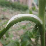 Maxbell 100pcs Tomato Truss Garden Plant Support Fixing Clip for Trellis melon Vine