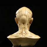 Human Model Anatomy Skull Head Muscle Bone Medical Drawing Antique Yellow