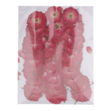 Maxbell 50pcs Red Rose Flowers Pressed Flower Real Dried Flower for DIY Art Craft Card Making