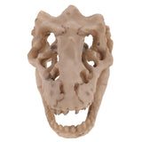 Maxbell Resin Emulational Dinosaur Skull Aquarium Decoration Fish Tank Ornament NEW