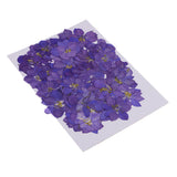 Maxbell 1 Set of 50PCS Pressed Dried Flowers For Art Craft Scrapbooking Home Floral Decoration Phone Case DIY Blue Delphinium