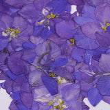 Maxbell 1 Set of 50PCS Pressed Dried Flowers For Art Craft Scrapbooking Home Floral Decoration Phone Case DIY Blue Delphinium