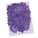 Maxbell 1 Set of 50PCS Pressed Dried Flowers For Art Craft Scrapbooking Home Floral Decoration Phone Case DIY Blue Delphinium