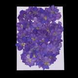 Maxbell 1 Set of 50PCS Pressed Dried Flowers For Art Craft Scrapbooking Home Floral Decoration Phone Case DIY Blue Delphinium