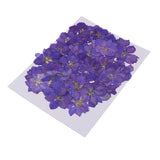 Maxbell 1 Set of 50PCS Pressed Dried Flowers For Art Craft Scrapbooking Home Floral Decoration Phone Case DIY Blue Delphinium