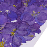 Maxbell 1 Set of 50PCS Pressed Dried Flowers For Art Craft Scrapbooking Home Floral Decoration Phone Case DIY Blue Delphinium