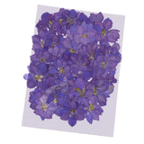 Maxbell 1 Set of 50PCS Pressed Dried Flowers For Art Craft Scrapbooking Home Floral Decoration Phone Case DIY Blue Delphinium