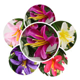 Maxbell Bunch Silk Hanging Plants Artificial Lily Flower Garland Home Wedding Party Hotel Coffee Shop Floral Decor Blue