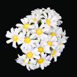 Maxbell Pack of 100pcs Artificial Flower Heads Daisy Wedding Party DIY Hair Clip Brooch Craft White