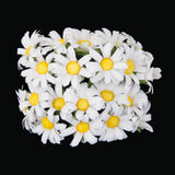 Maxbell Pack of 100pcs Artificial Flower Heads Daisy Wedding Party DIY Hair Clip Brooch Craft White