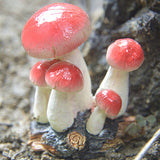 Maxbell Resin Mini Mushroom Figurine Figure for Indoor Garden Grassland Decors Collectible