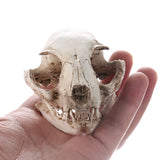 Maxbell Cat Skull Replica Medical Teaching Skeleton Model Collectible Decor