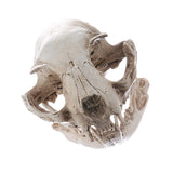 Maxbell Cat Skull Replica Medical Teaching Skeleton Model Collectible Decor