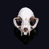 Maxbell Cat Skull Replica Medical Teaching Skeleton Model Collectible Decor