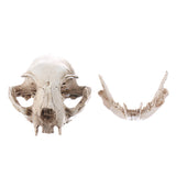 Maxbell Cat Skull Replica Medical Teaching Skeleton Model Collectible Decor