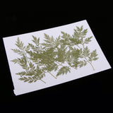 Maxbell 10 Pieces Green Dried Pressed Leaf Leaves Plants Herbarium For Jewelry Postcard Photo Frame Phone Case Making DIY