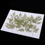 Maxbell 10 Pieces Green Dried Pressed Leaf Leaves Plants Herbarium For Jewelry Postcard Photo Frame Phone Case Making DIY