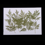 Maxbell 10 Pieces Green Dried Pressed Leaf Leaves Plants Herbarium For Jewelry Postcard Photo Frame Phone Case Making DIY