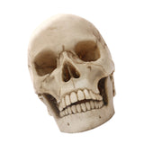 Maxbell Lifesize 1:1 Resin Skull Statue Figurine Human Skeleton Head Home Bar Decor