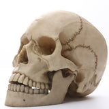 Maxbell Lifesize 1:1 Resin Skull Statue Figurine Human Skeleton Head Home Bar Decor