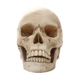 Maxbell Lifesize 1:1 Resin Skull Statue Figurine Human Skeleton Head Home Bar Decor