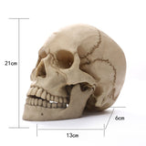 Maxbell Lifesize 1:1 Resin Skull Statue Figurine Human Skeleton Head Home Bar Decor