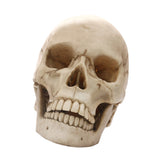 Maxbell Lifesize 1:1 Resin Skull Statue Figurine Human Skeleton Head Home Bar Decor