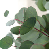 Maxbell Single Branch Artificial Eucalyptus Leaves Silk Simulation Leaves Home Decor