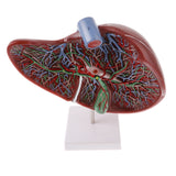 Maxbell Magnified 1.5x Highly Detailed Human Liver Normal Model Educative Science Toy Learning Tool