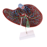 Maxbell Magnified 1.5x Highly Detailed Human Liver Normal Model Educative Science Toy Learning Tool