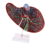 Maxbell Magnified 1.5x Highly Detailed Human Liver Normal Model Educative Science Toy Learning Tool