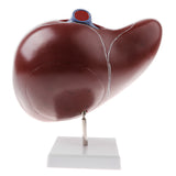 Maxbell Magnified 1.5x Highly Detailed Human Liver Normal Model Educative Science Toy Learning Tool