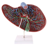 Maxbell Magnified 1.5x Highly Detailed Human Liver Normal Model Educative Science Toy Learning Tool