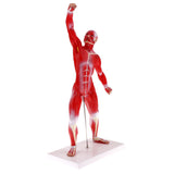 Maxbell 50cm Height Human Muscle Superficial Muscle Torso Skeleton Model with Base Lab Demonstration Display Science Toy