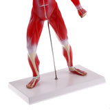 Maxbell 50cm Height Human Muscle Superficial Muscle Torso Skeleton Model with Base Lab Demonstration Display Science Toy