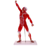 Maxbell 50cm Height Human Muscle Superficial Muscle Torso Skeleton Model with Base Lab Demonstration Display Science Toy